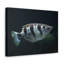 Art de poisson majestueux Archer-2143793051