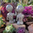 Ensemble de statue 2 pièces Old Alien Outer Space Alien Dude and Babe