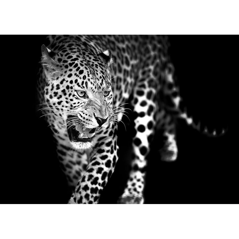 Animals Glasspik Animals - Single Picture Frame Print