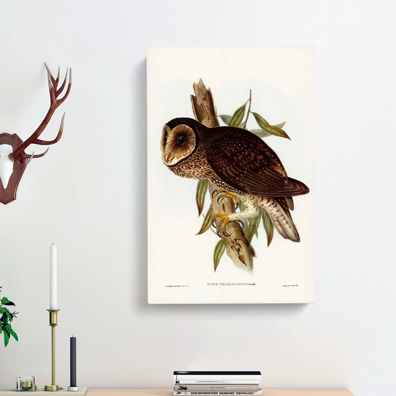 Sooty Owl by Elizabeth Gould - Wrapped Canvas, 76cm H x 50cm W x 3cm D