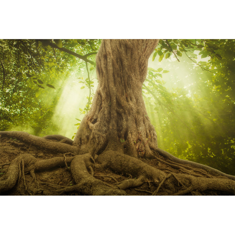 Tree Roots by SonerCdem - Wrapped Canvas Print, 30cm H x 46cm W x 3.8cm D