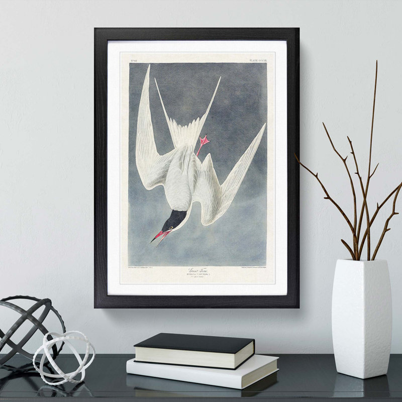 Great Tern Bird by John Audubon - Picture Frame Painting Print, 36cm H x 27cm W x 2cm D, Black Framed