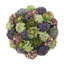 Assorted Sedum and Succulent Arrangement in Round Planter