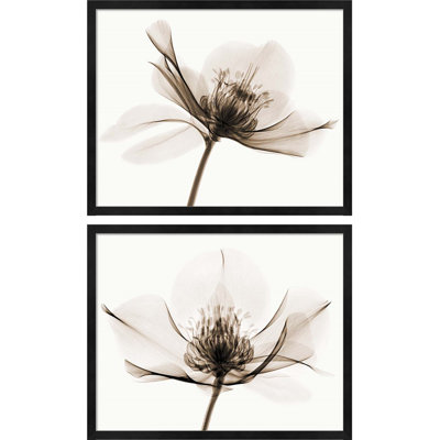 " Hellebore I & II " by Robert Coop 2 - Pieces
