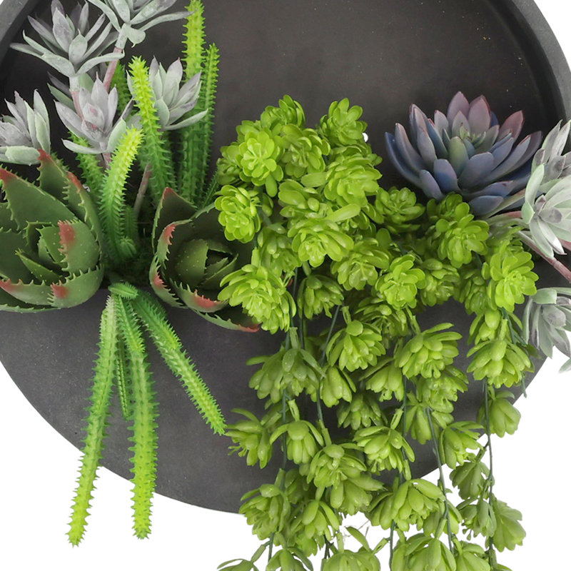 Sedum, Echeveria et aloès exposés dans un pot de fleurs mural Fiberstone, Noir