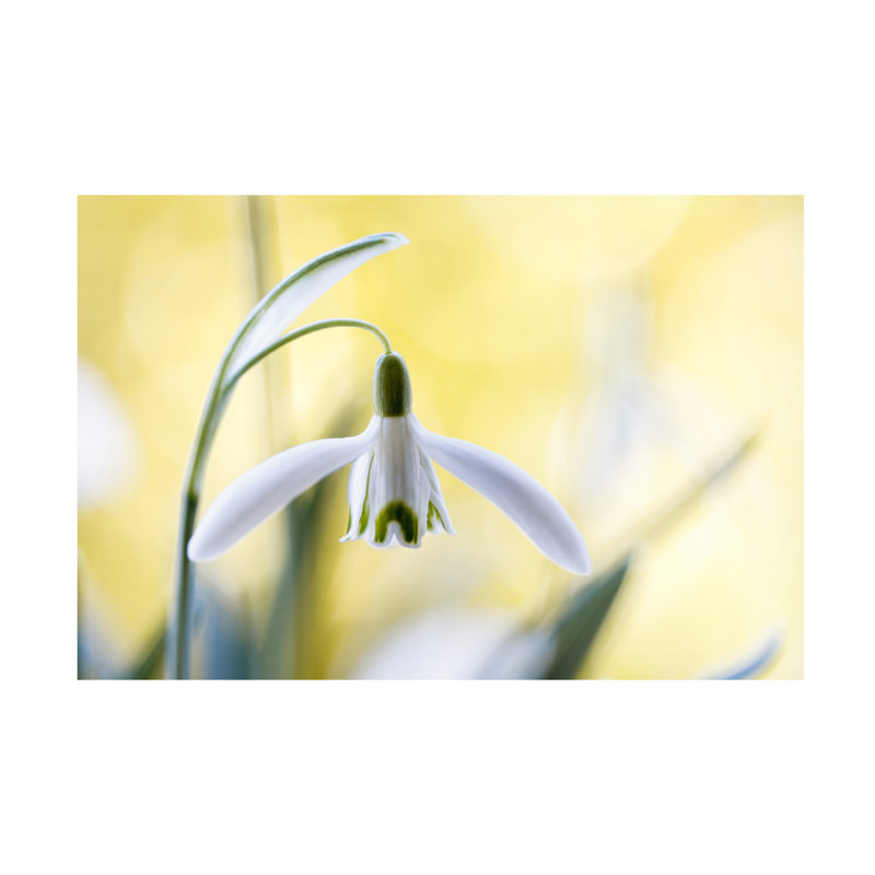 Mandy Disher Snowdrops Canvas Art, H 12 po x l 19 po
