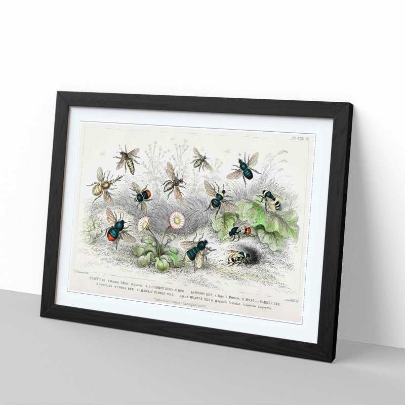 Assortment Of Bees by Oliver Goldsmith Framed Print, 24cm H x 33cm W x 2cm D, Black
