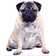 Star Cutouts Pug Dog Cardboard Standup | Wayfair