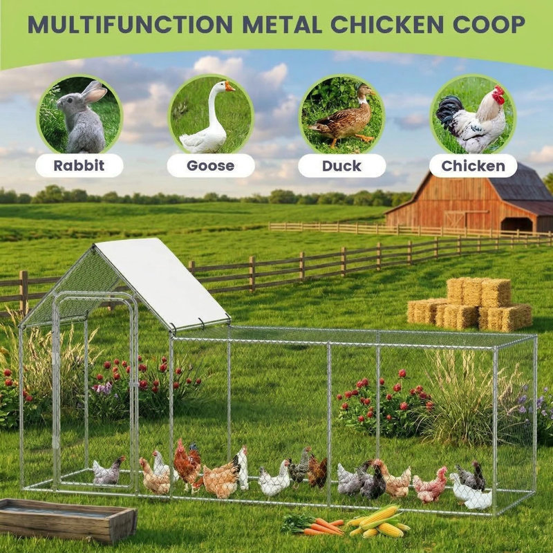 Chicken Coop