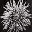 Black Blossom - D Print