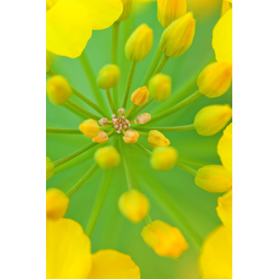 Rape Blossoms by Loonger