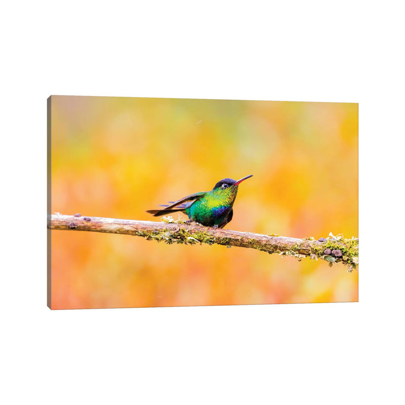 Central America, Costa Rica. Male Fiery-throated Hummingbird. by Jaynes Gallery - Wrapped Canvas Print