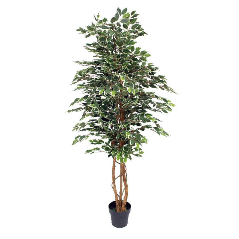 180cm Plant