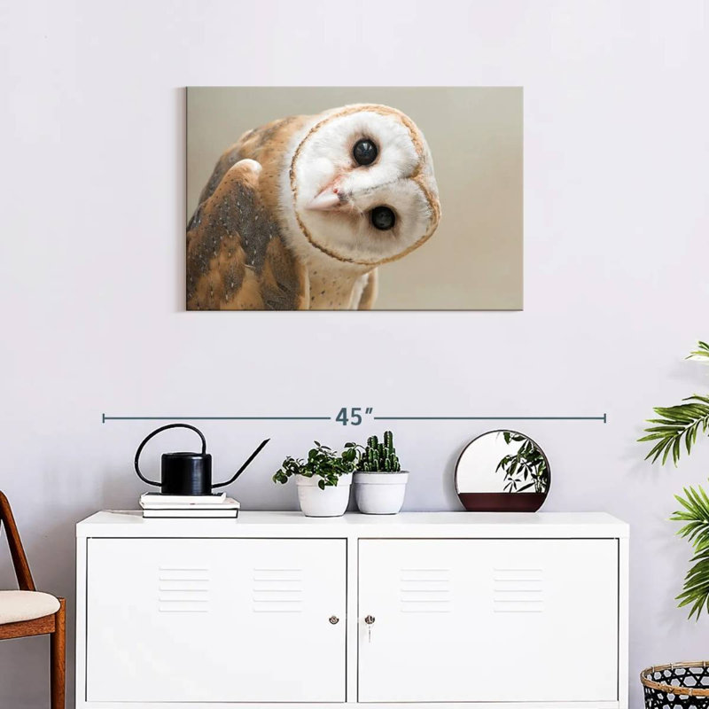 Brampt Barn Owl Gaze, 20" H x 30" W