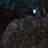 38.6' L Solar String Light with 100 LEDs