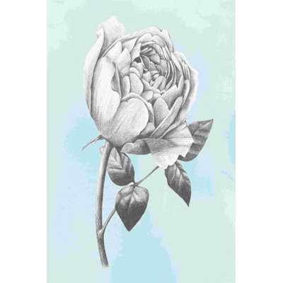 Graphite rose II