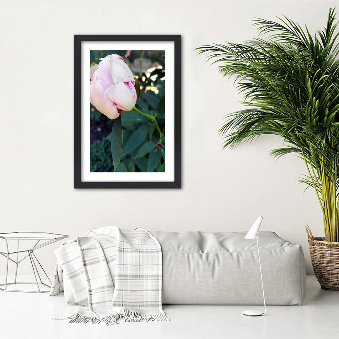 Gerahmter Fotodruck White Peony