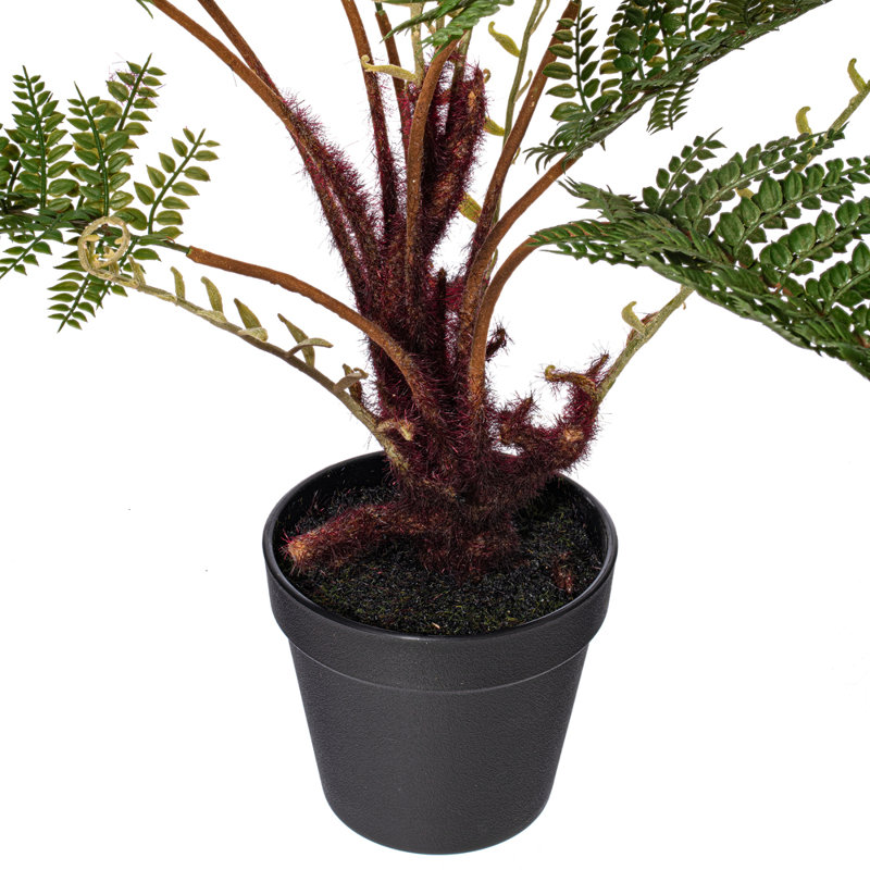 Fougère en pot