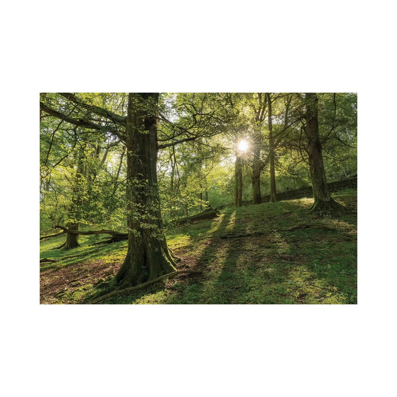 Summer Woodland by Adam Burton - Wrapped Canvas Gallery-Wrapped Canvas Giclée, 20.32 cm H x 30.48 cm W