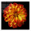 "Orange Dahlia On Black 01" par Tom Quartermaine-223000551