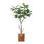 Figuier 79 po en pot