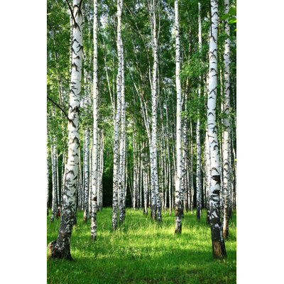 " Birch Grove In Summer " by Lenikovaleva