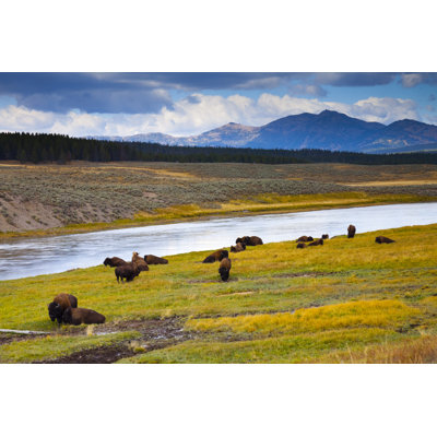 Wild Bison by Jamesbrey