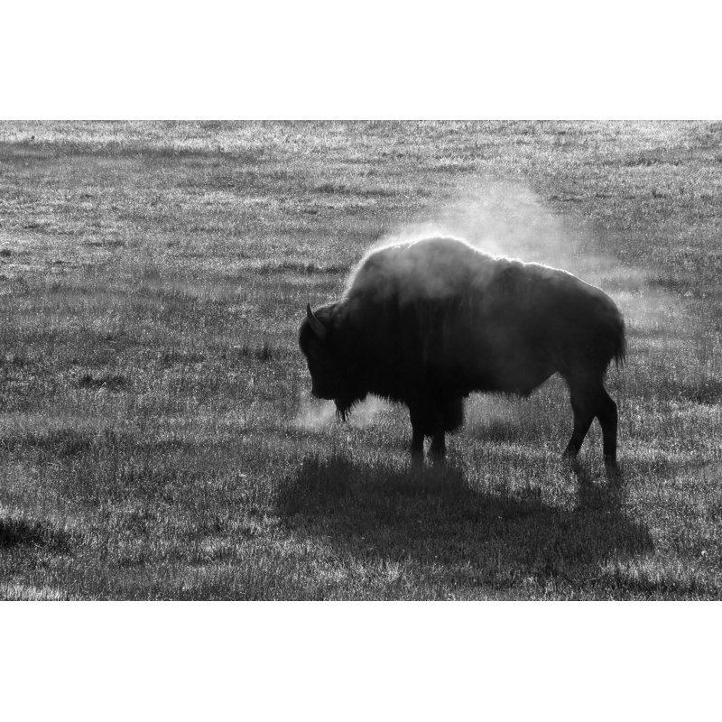 Steaming Bison 1 Piece Wrapped Canvas Wall Art, 30cm H x 46cm W x 3.8cm D