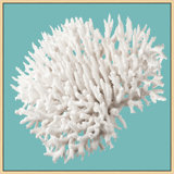 Coral Aqua 7' Framed Photographic Print