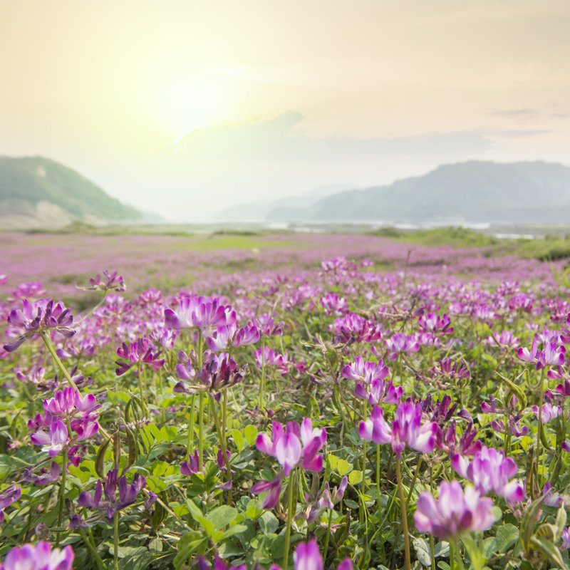 Astragalus Sinicus - Wrapped Canvas Print, 122cm H x 122cm W x 3.8cm D
