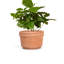 Felipe Planter Small-2060953715