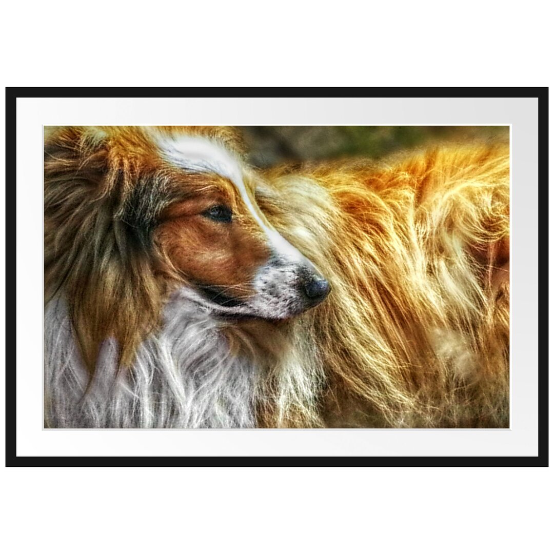 Gerahmtes Poster Schöner Collie im Seitenprofil