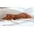 Premiere Collection Flat Sheet – Ultra-Soft Cotton Percale, High Thread Count, Hospitality Quality-115614483