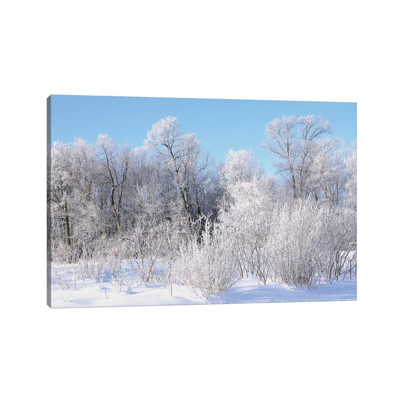 Hoar Frost by Brian Wolf - Wrapped Canvas Print, 30.48cm H x 45.72cm W x 1.91cm D