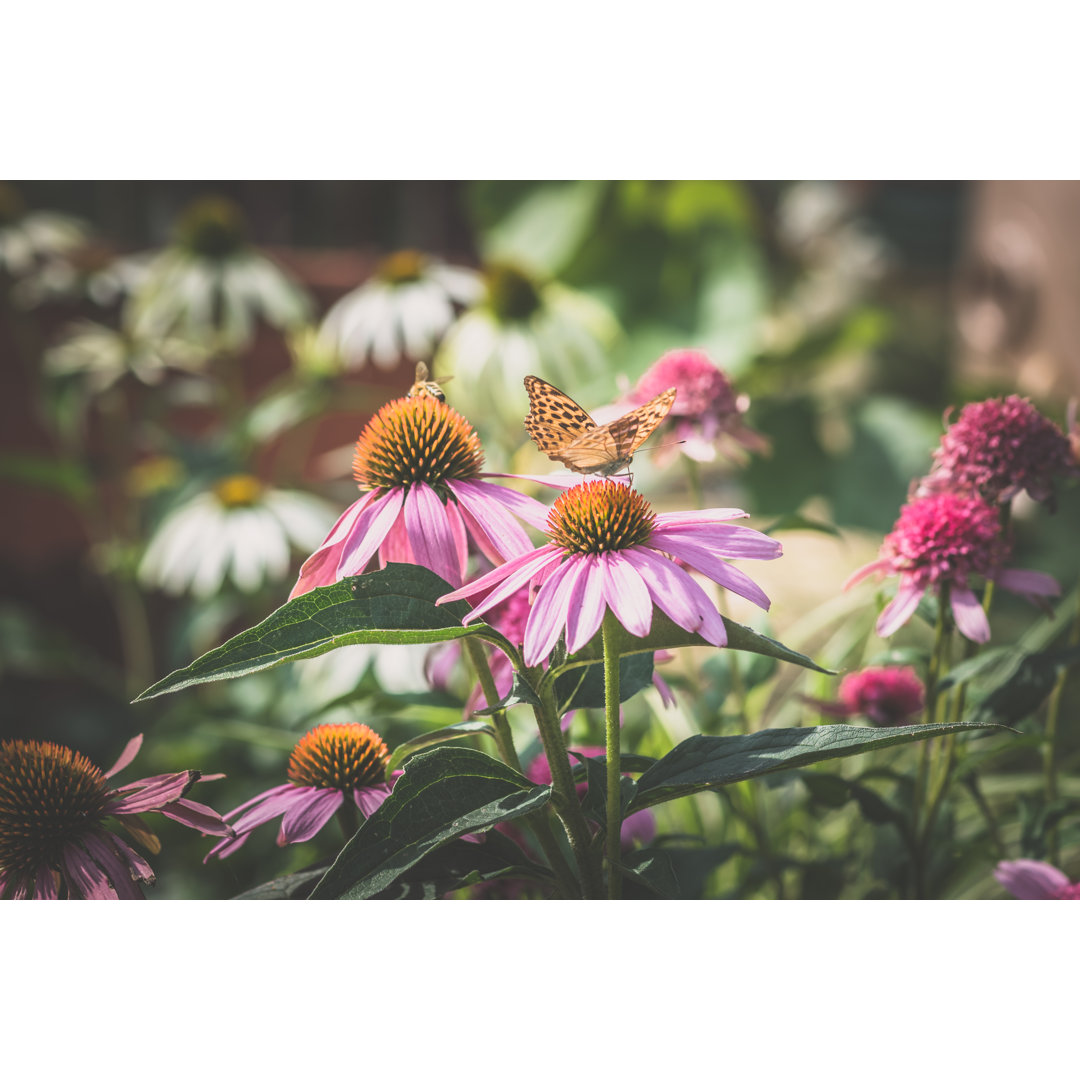 Schmetterling auf Blume von KatarinaGondova - Foto ohne Rahmen auf Leinwand