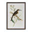 Summer Bird Framed Prints