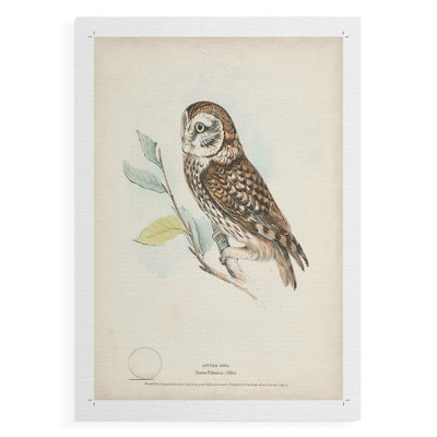 Little Owl -Canvas Print Only - NOT FRAMED