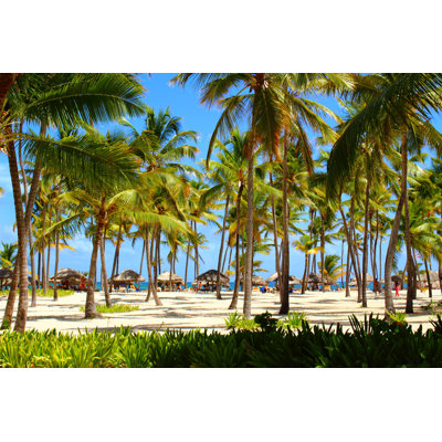 " Palm Tree Forest "