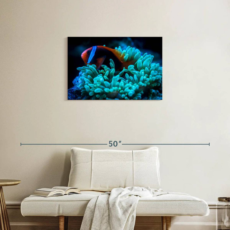 Brampt Tomato Clownfish, 20" H x 30" W