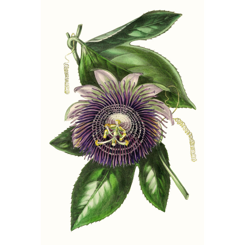 Paxton Florals VII by Paxton - Wrapped Canvas Print, 46cm H x 30cm W x 3.8cm D