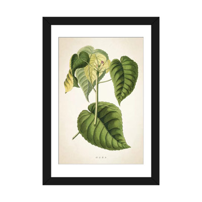 «Hura Botanical» par Aged Pixel, reproduction sur toile tendue sur châssis