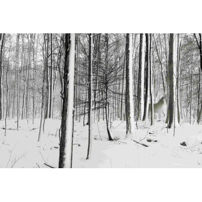 A Snowy Walk I