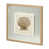 Scallop Shell Pages