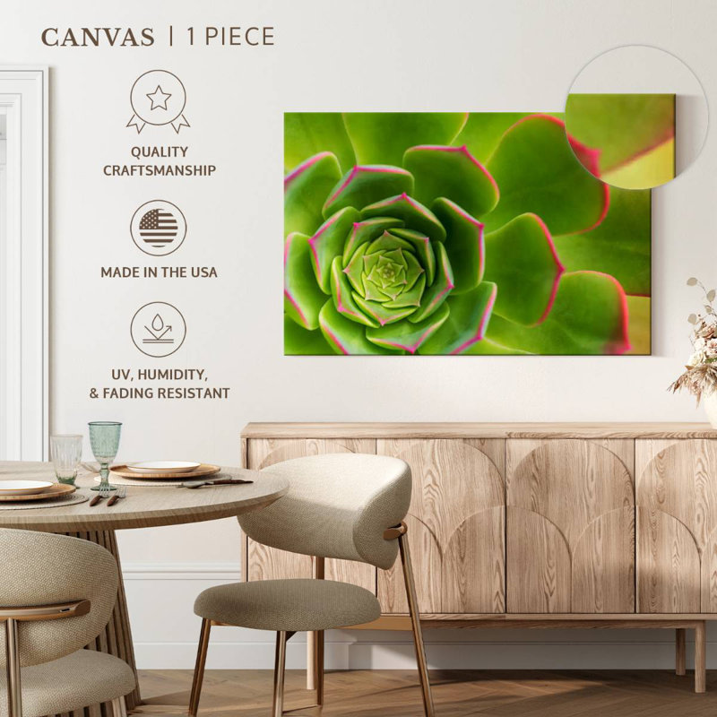 Plante grasse Harnek, H 20 po x l 30 po
