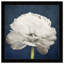 «White and Blue Rose Flower», impression encadrée-68785435-68785436