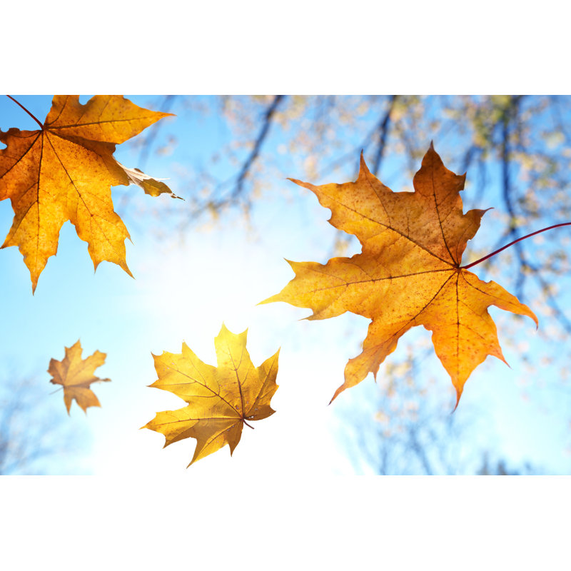 Falling Autumn Leaves - Wrapped Canvas Print, 61cm H x 91cm W x 3.8cm D