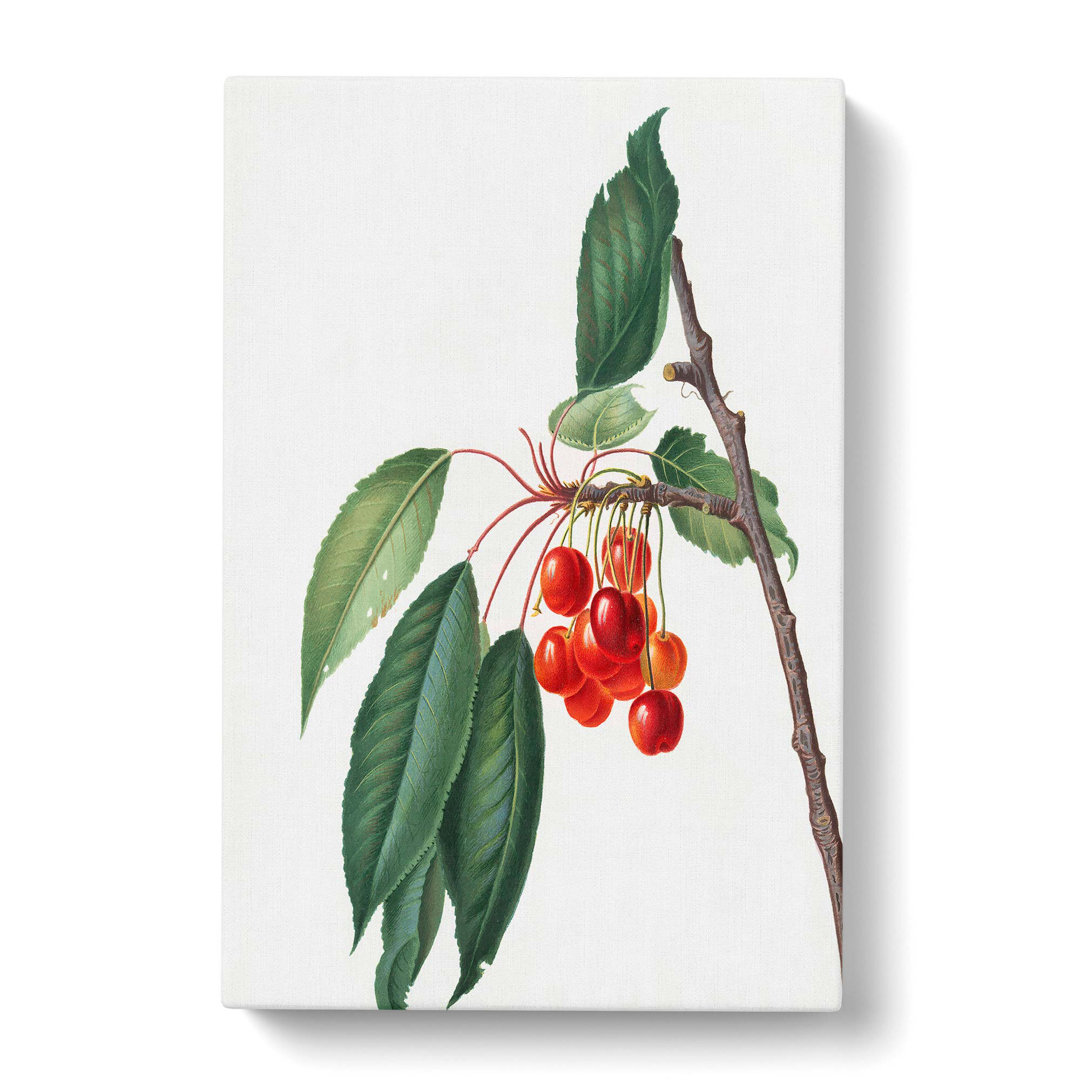 Sweet Cherry Tree by Giorgio Gallesio - Wrapped Canvas