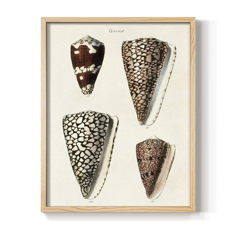«Cone Shell Collection I», reproduction encadrée - bois massif, H 11 po x l 9 po