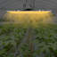 Plantes DEL à croissance variable