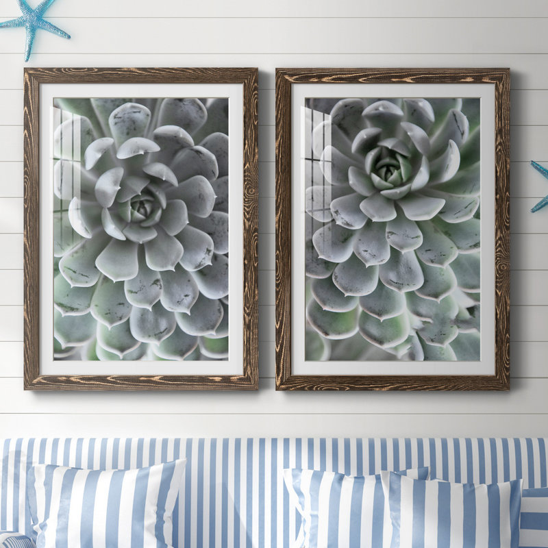 Zen Succulent III - ensemble de 2 reproductions de photos encadrées, H 44 po x l 31 po x P 1 po, Papier, cadre noyer, Blanc